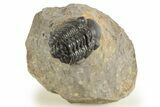 Detailed Reedops Trilobite - Atchana, Morocco #323595-3